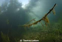 found in the Kraemersee; D200 by Thomas Lueken 